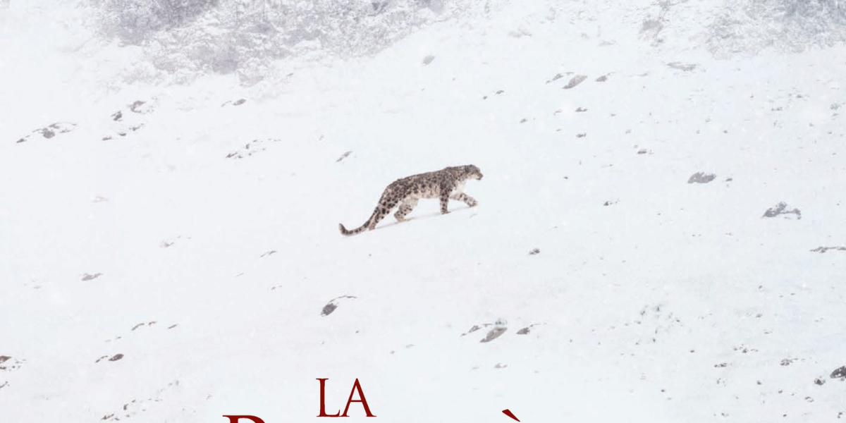 Cine-debat–Panthere-des-neiges–carre